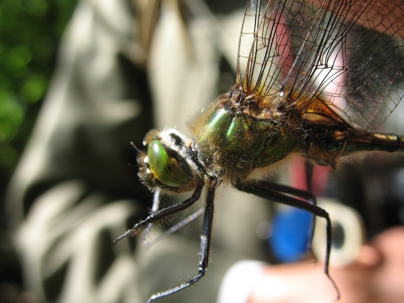 Bonne mare 17 juin 2006 013